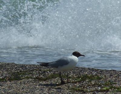 Прикрепленное изображение: b13a.jpg